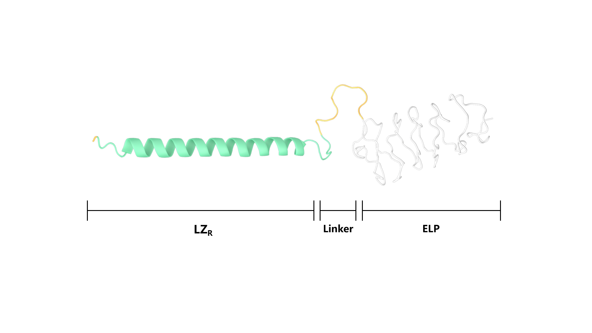 Figure 2. Secondary structure of “core” polypeptide.