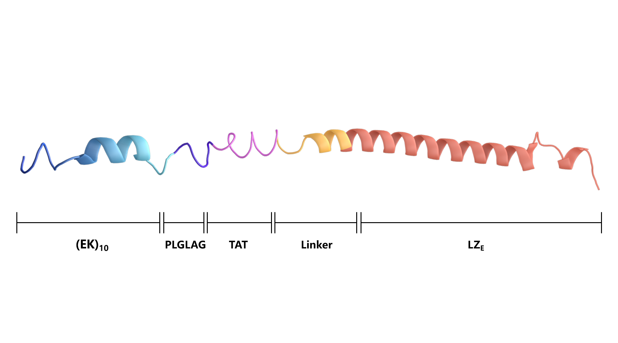 Figure 2. Secondary structure of “shell” polypeptide.